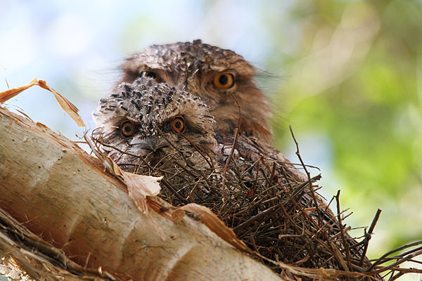Tawny Frogmouth nest